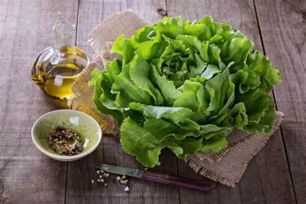 Lettuce oil