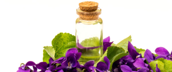 Violet essential oil